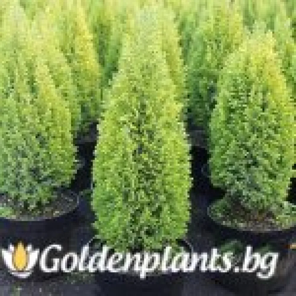 Лъжекипарис Ellwood and ’s Gold · за зелен двор