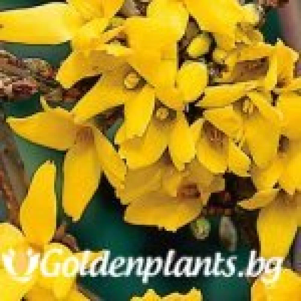 Форзиция от сорта Златна магия