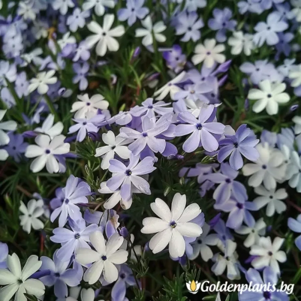 Флокс от сорта Бавария