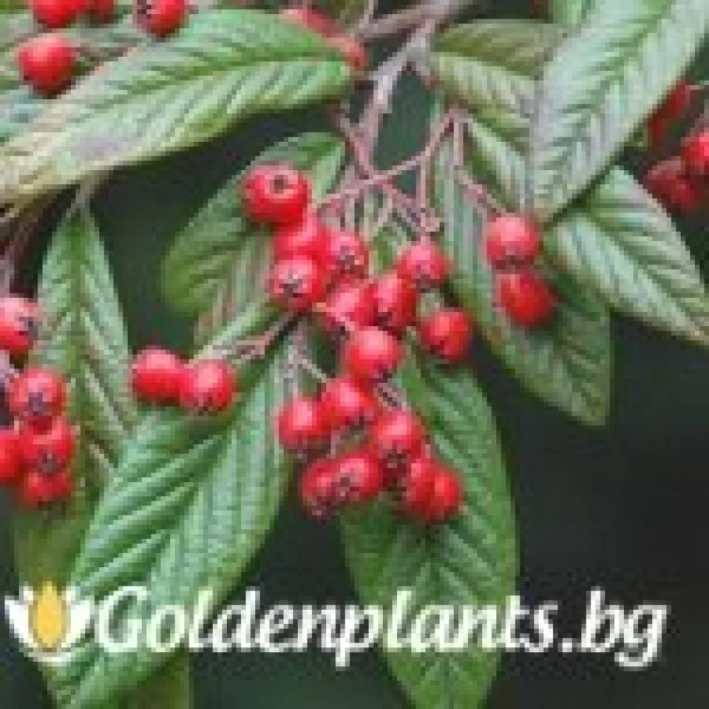 Котонеастър Salicifolia · за плътен жив плет