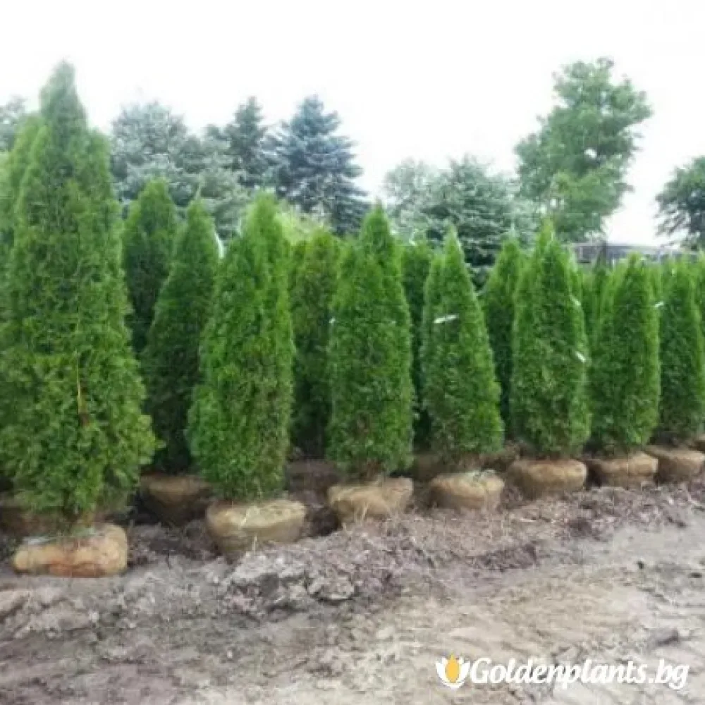 Западна туя malonyana 30-40см · за зелен двор