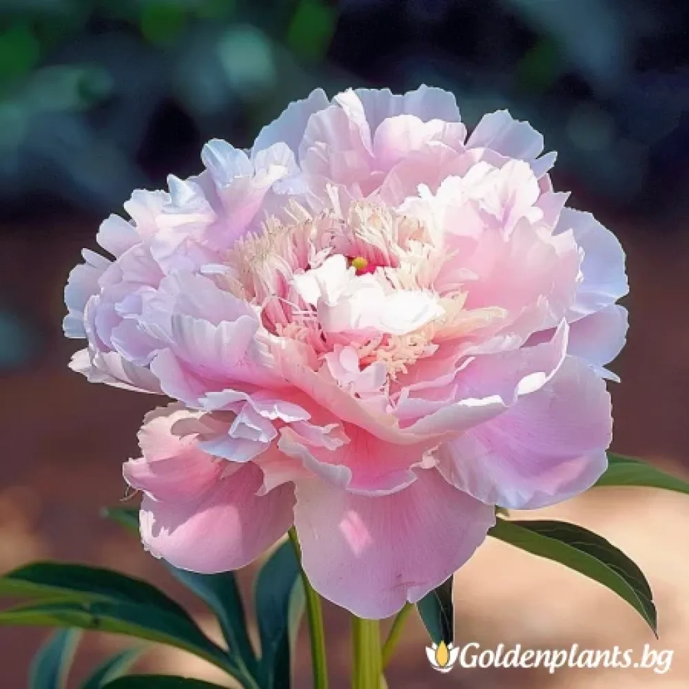 Алерти · божур