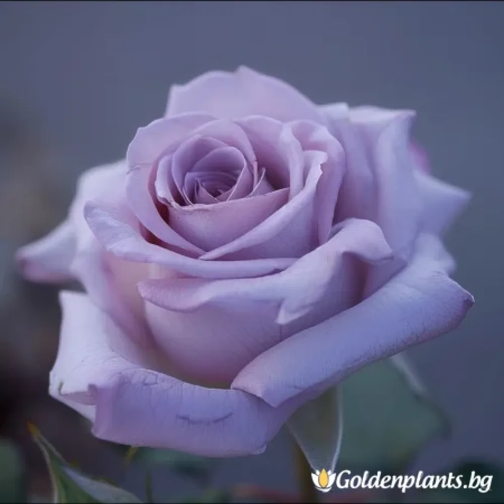 Роза от сорта Цъфтяща Симфония · доставка с гол корен