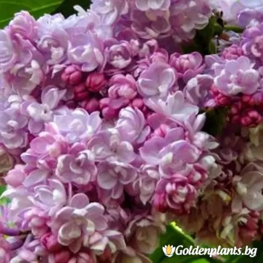 Люляк от сорта Колхозница