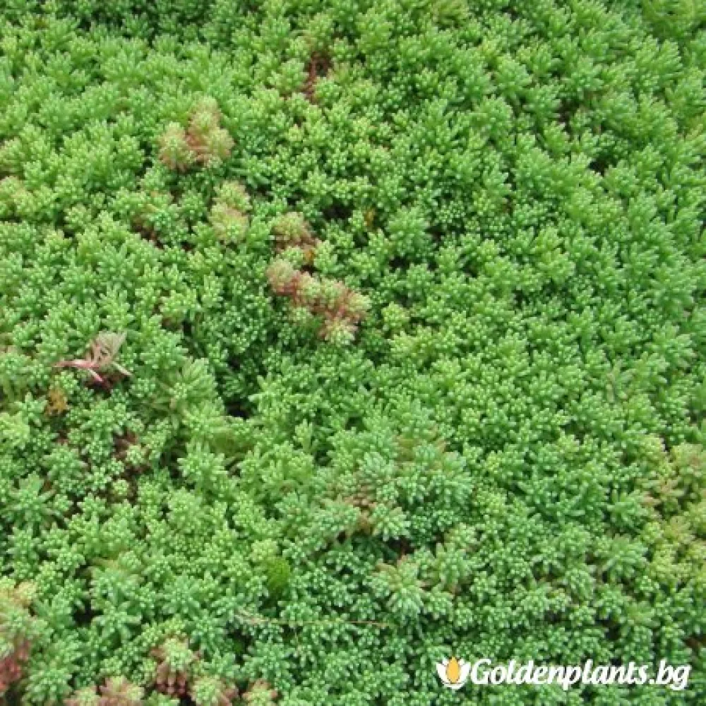 Седум green carpet зелен · растение за двора