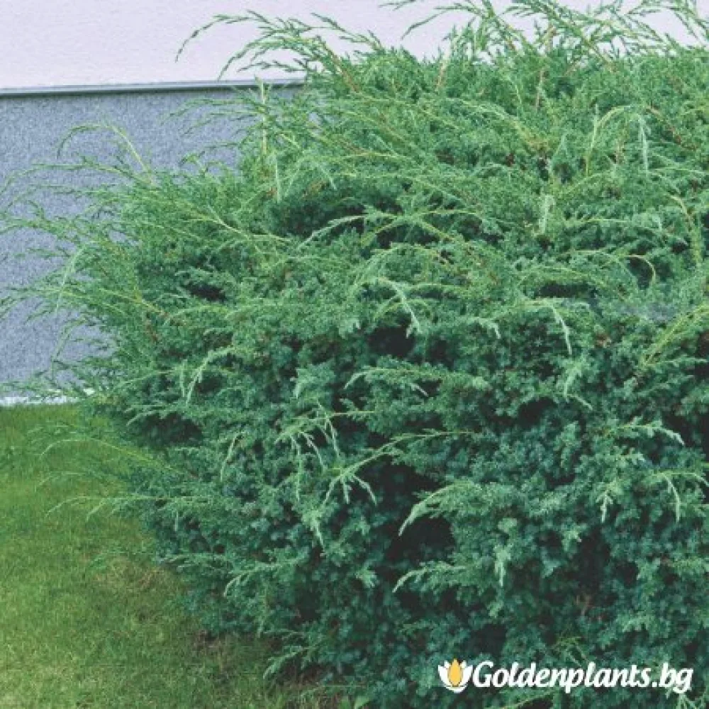 Юниперус Сини Алпи 30-60 см · за плътен жив плет
