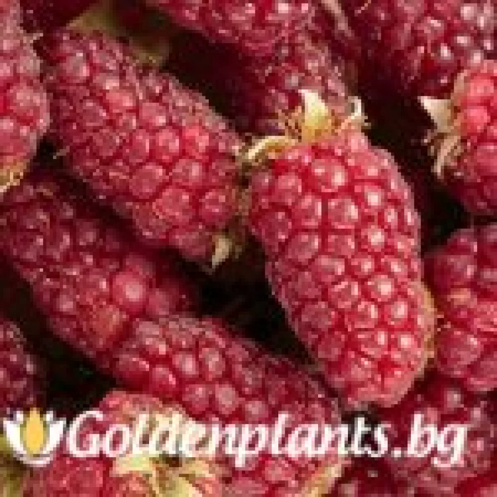 Тайбери ‘Бъкингам’