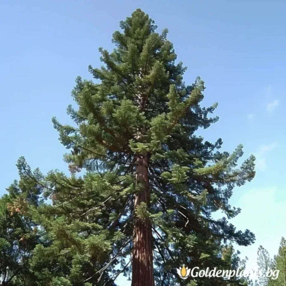Калифорнийска Секвоя · за зелен двор