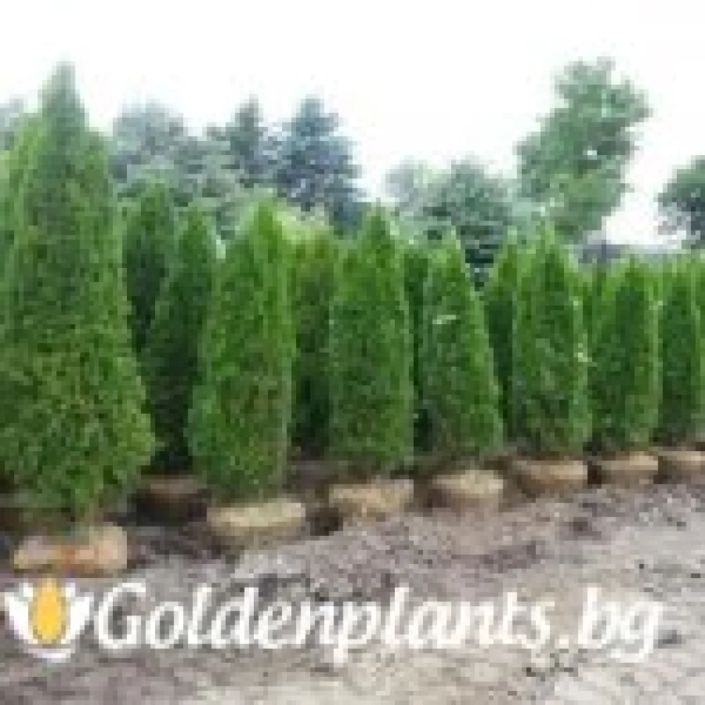 Западна туя malonyana 30-40см · за зелен двор