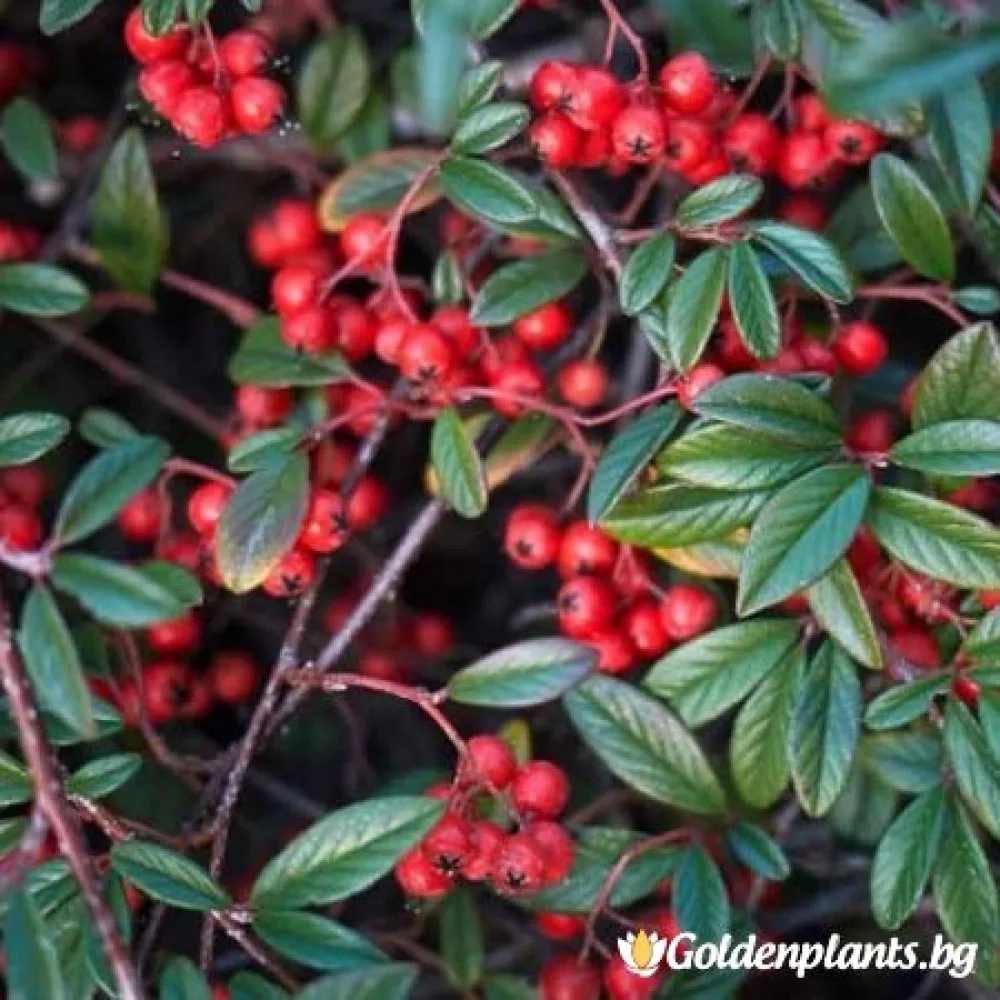 Котонеастър Salicifolia · за плътен жив плет