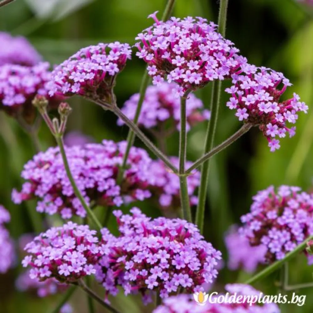 Verbena ‘Вербена Бонариензис’