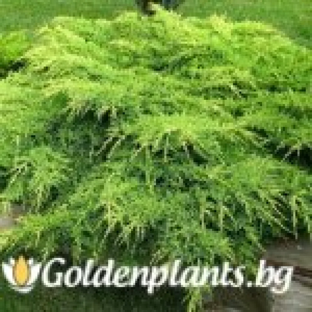 Юниперус Kuriwao Gold · растение за двора
