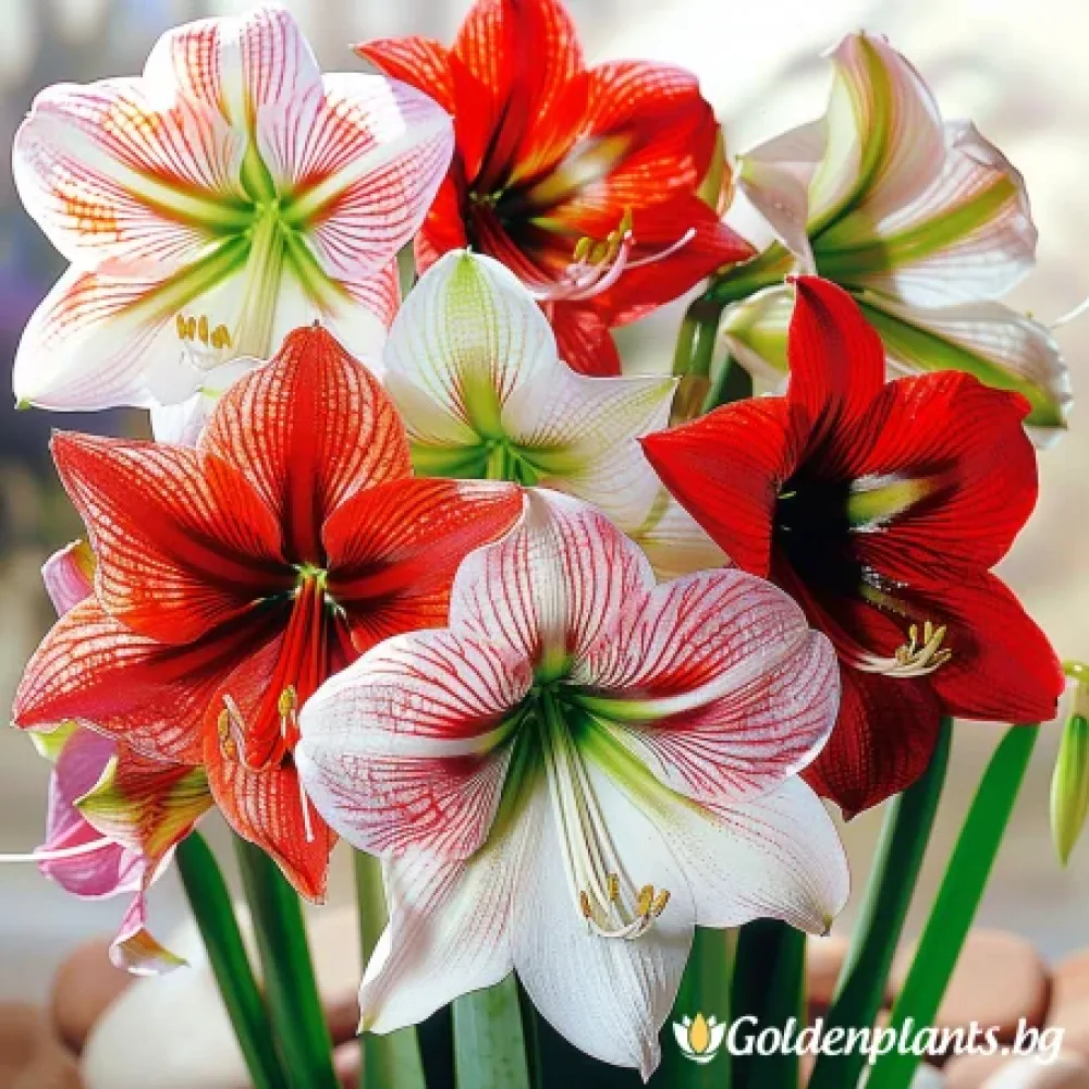 Микс · амаралис