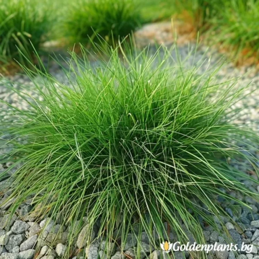 Фестука ‘Ами Грийн’