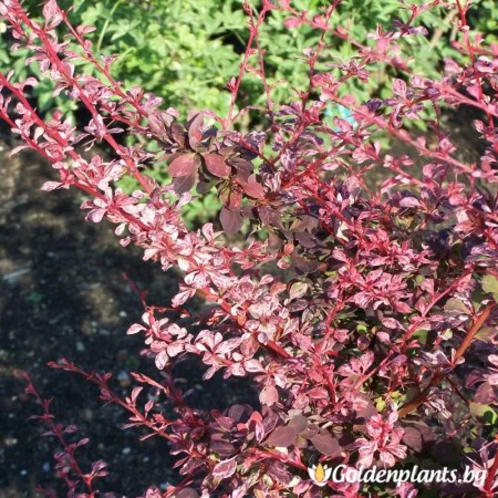 Кисел трън, Берберис Розов · за зелен двор