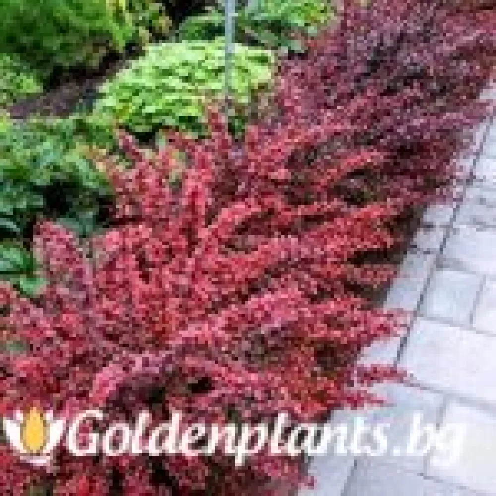 Берберис Golden Ring - 10-15 см · за плътен жив плет