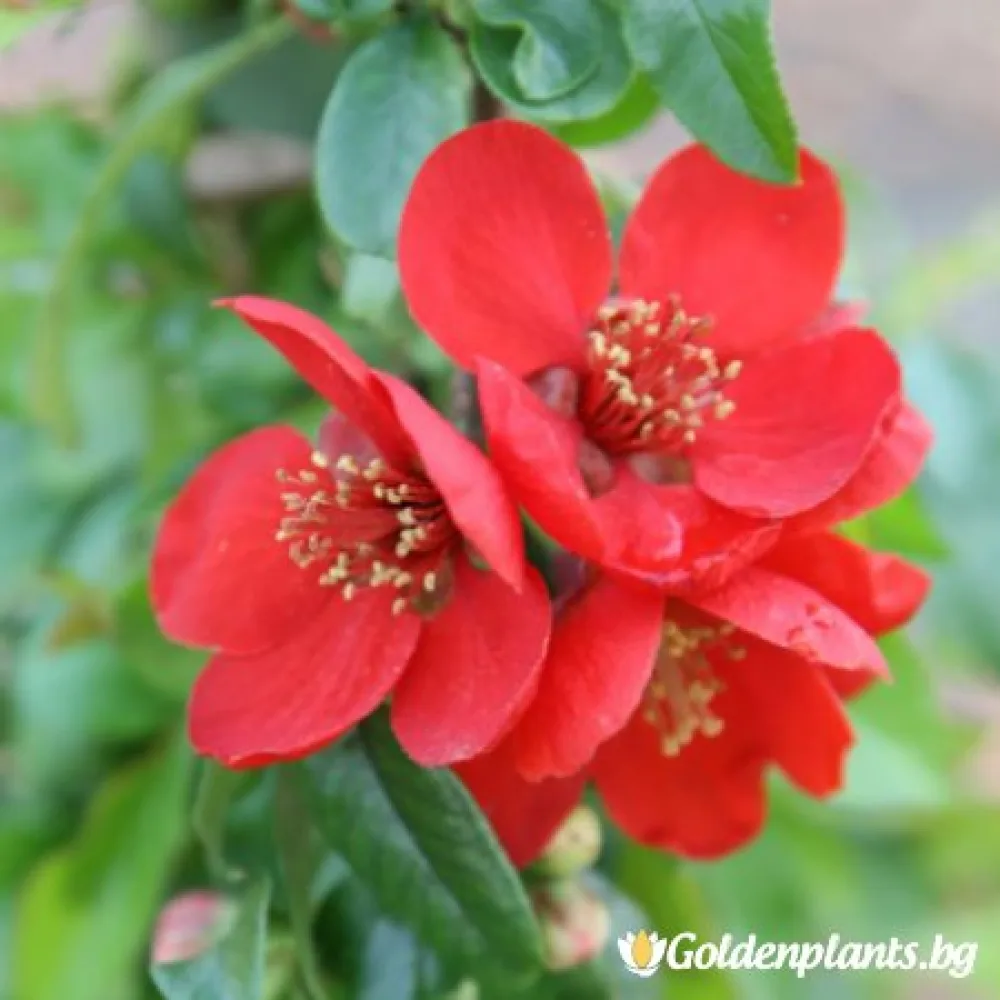 Японска дюля Crimson and Gold · за зелен двор