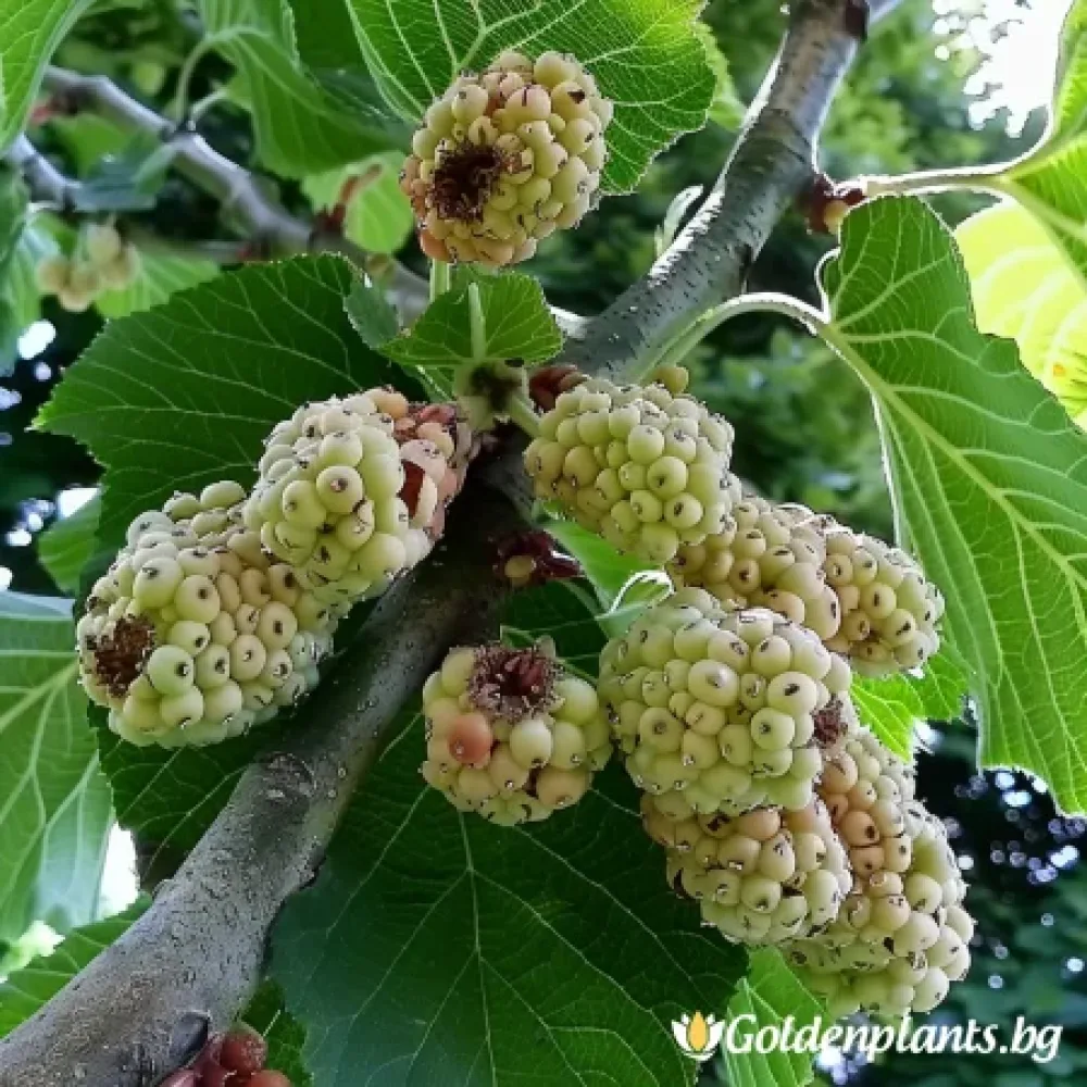 Бяла черница · за овощната градина