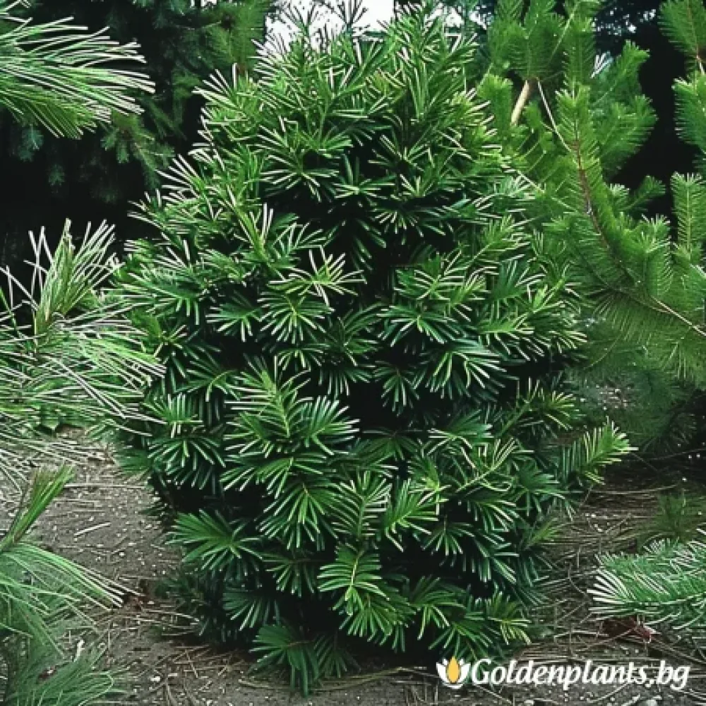 Цефалотаксус от сорта Харингтън