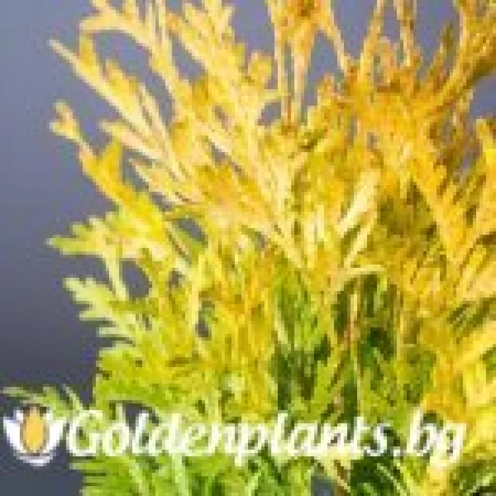 Западна туя Malonyana Aurea · за зелен двор