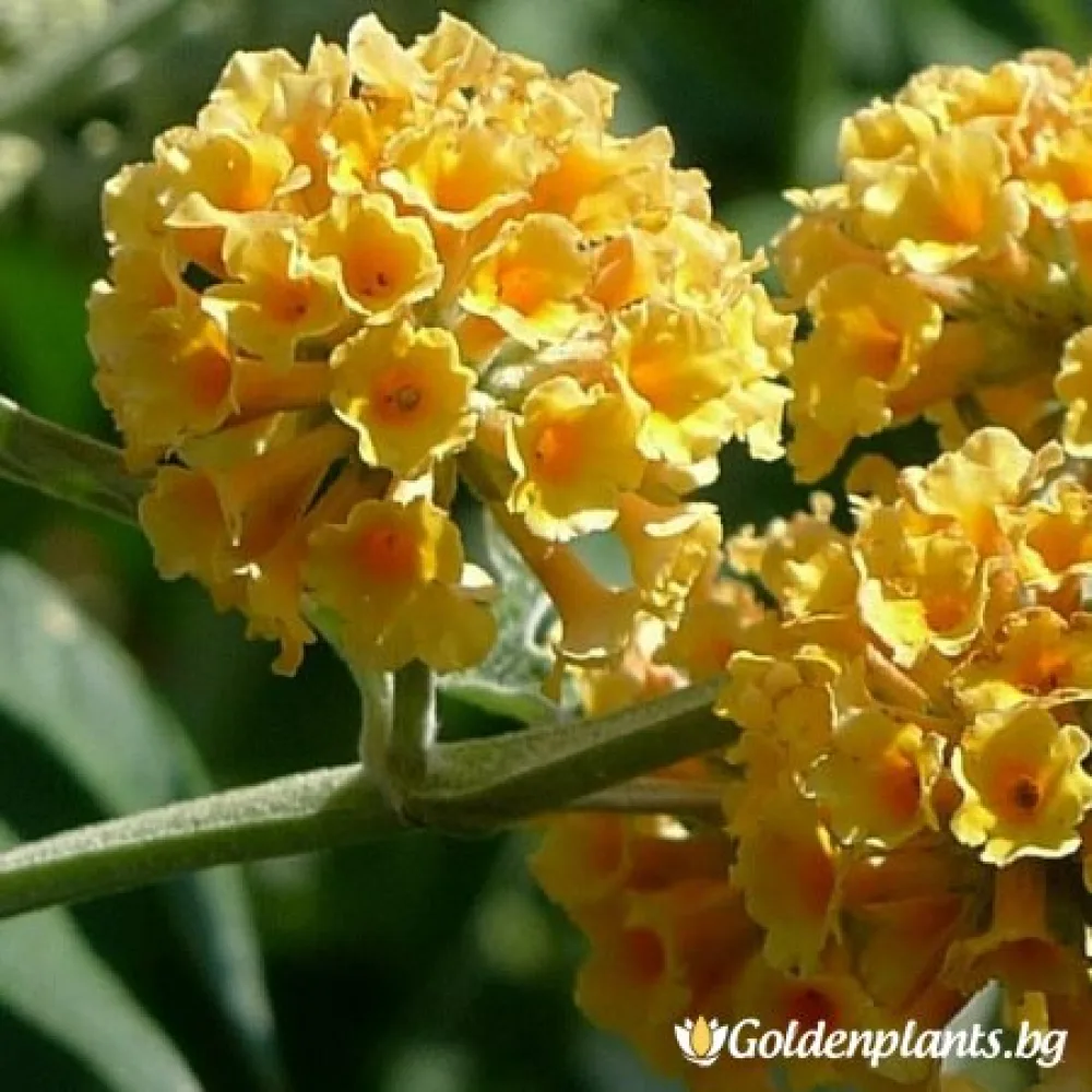 Будлея жълта · за зелен двор