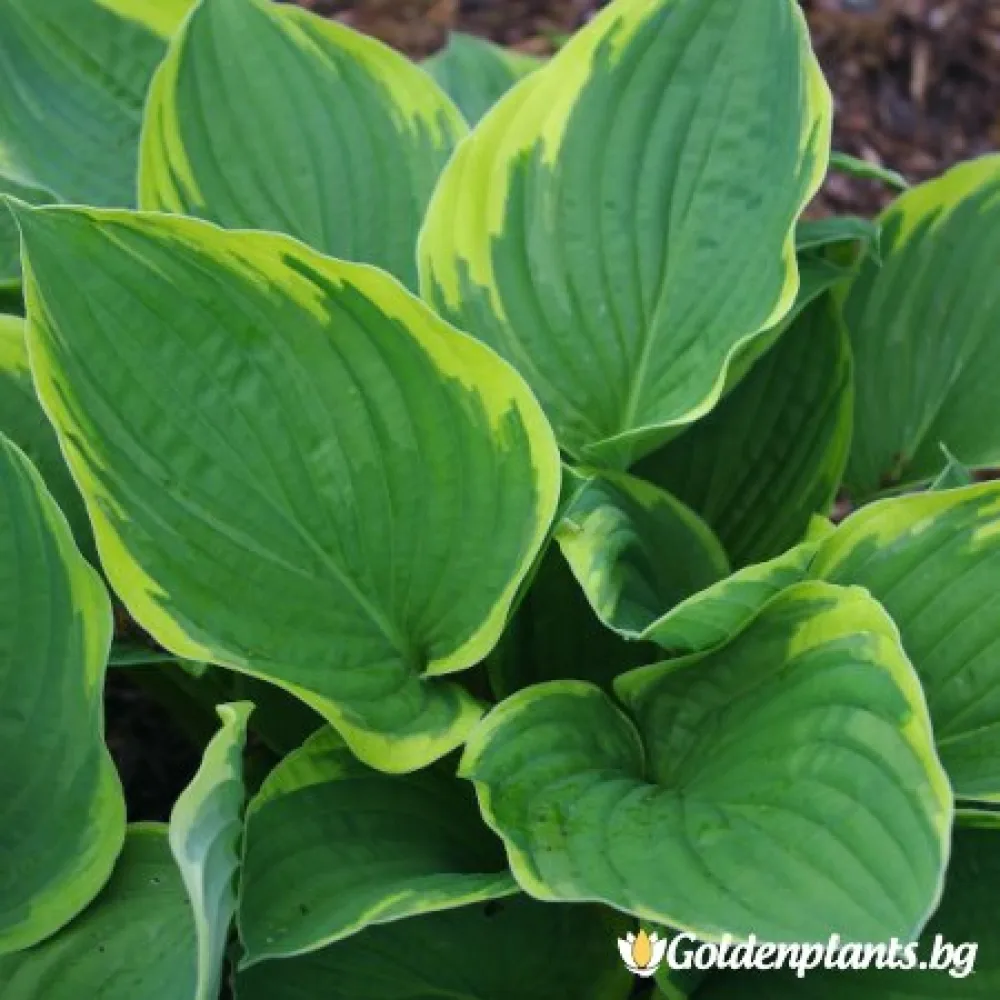 Ауреомаргината · хоста