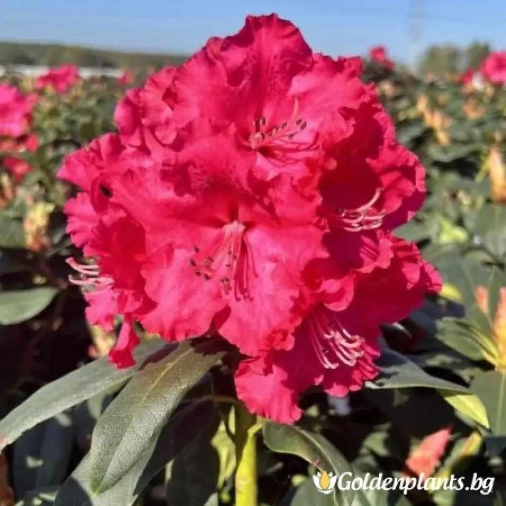 Рододендрон ‘Андантино’