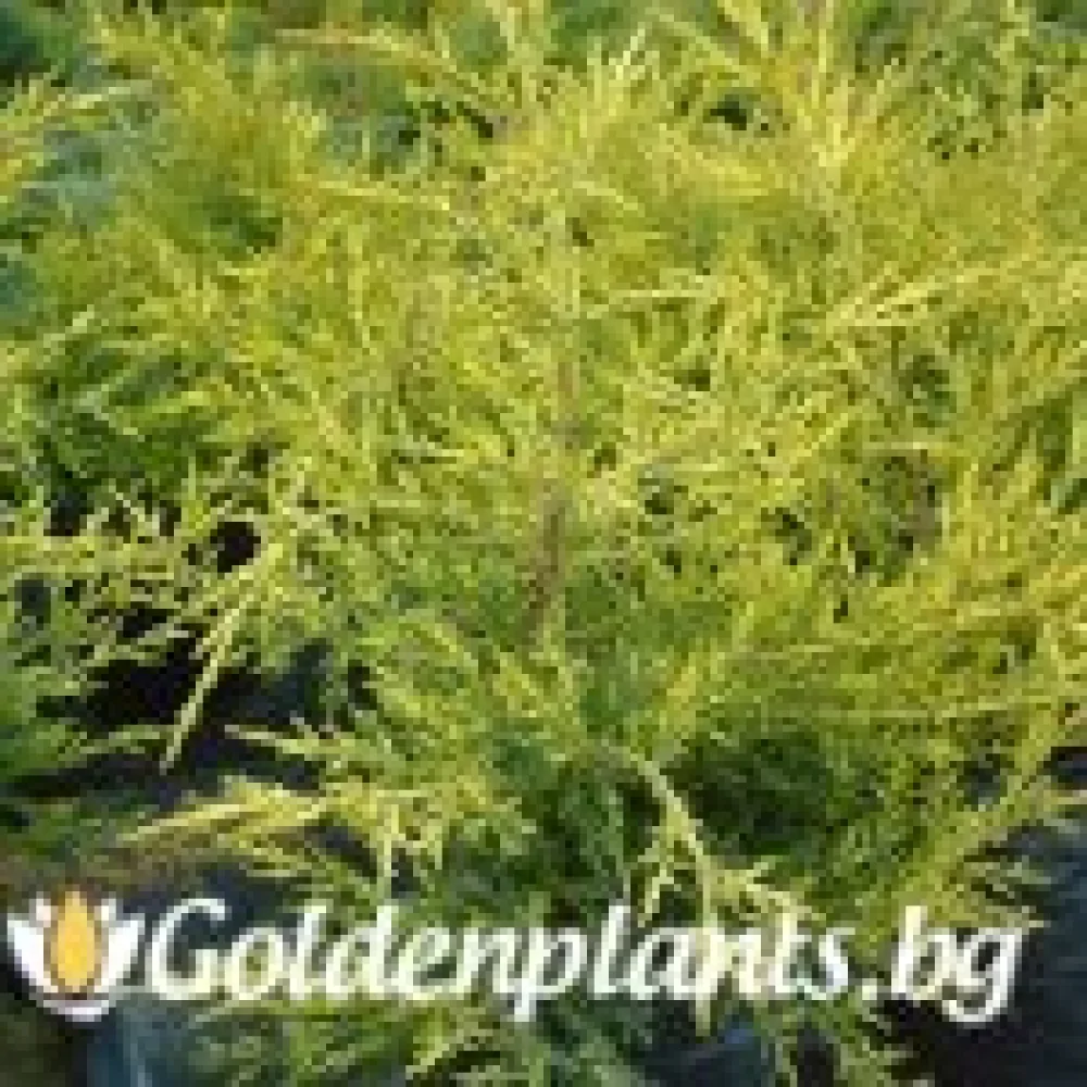 Юниперус Kuriwao Gold · растение за двора