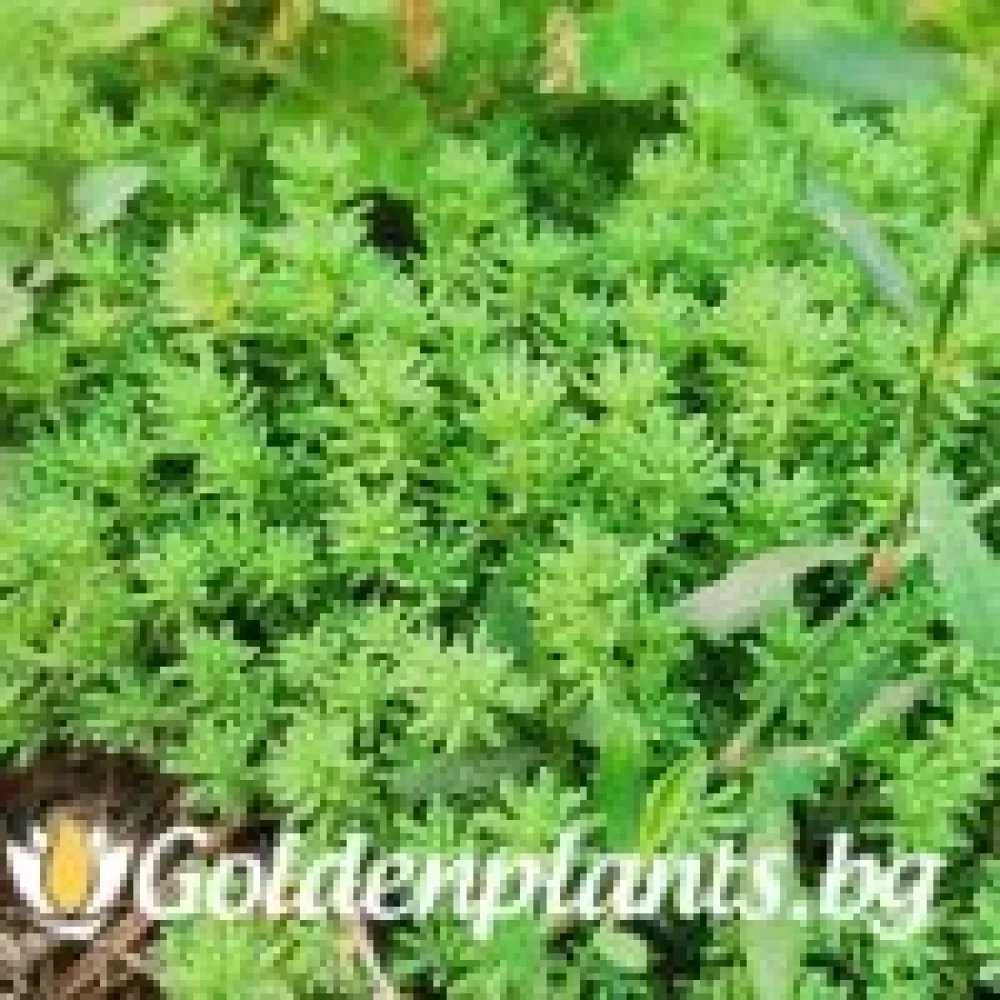 Седум green carpet зелен · растение за двора