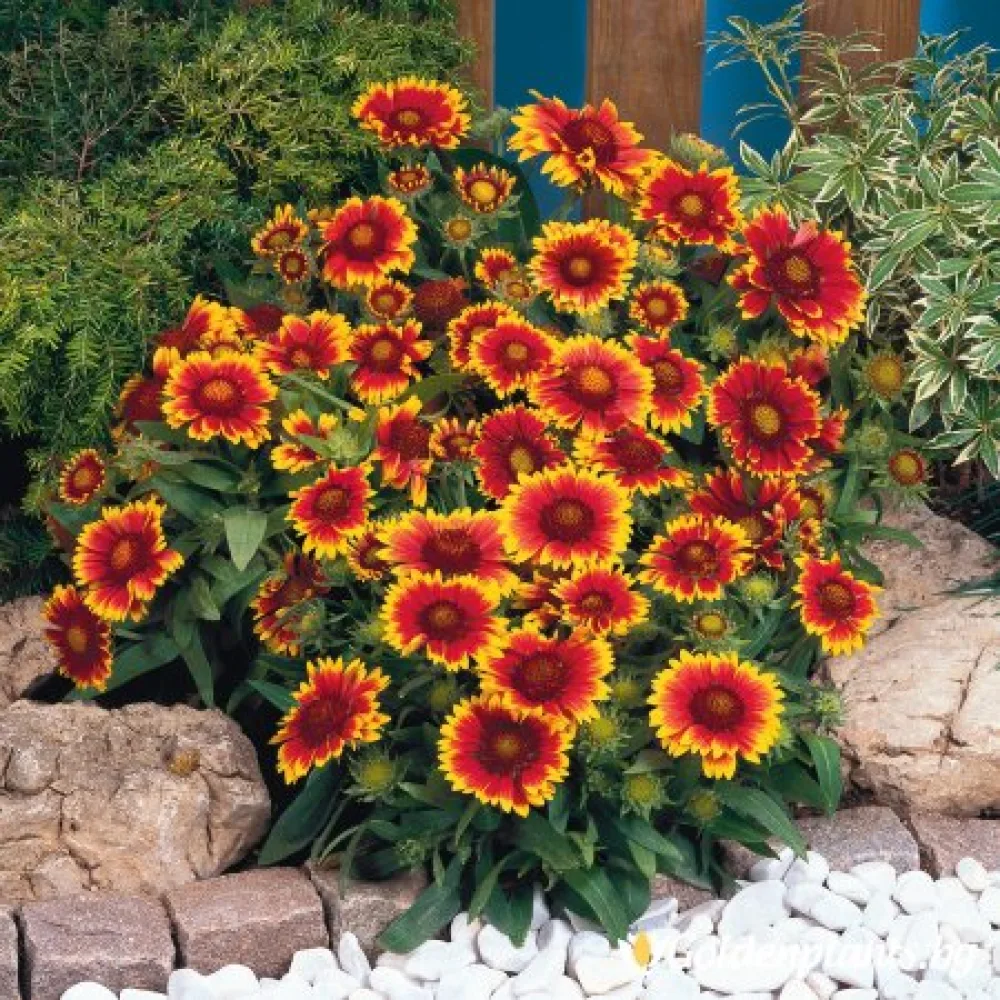 Гайлардия оранжева / Gaillardia · за цветни лехи