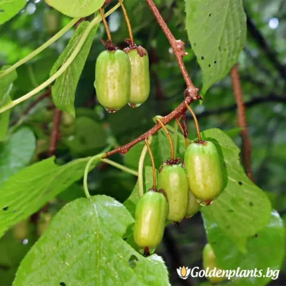 Сентябрска · арктическо киви