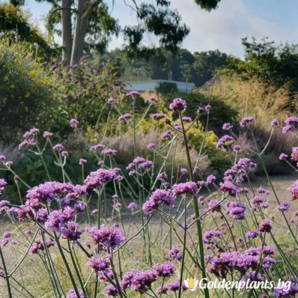 Verbena ‘Вербена Бонариензис’